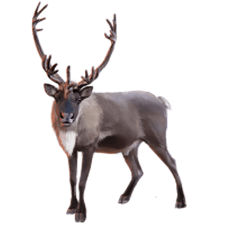 image renne caribou transparent sur fond blanc détouré pour illustration site web devoir ecole college