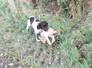 Verlorenbringen Hase