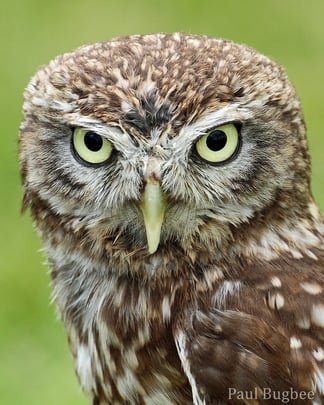 animals factsheet little owl