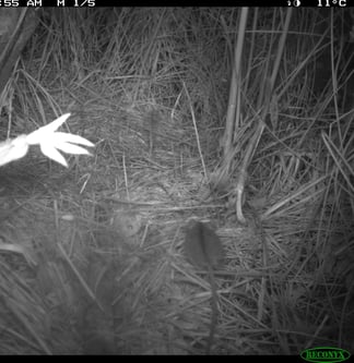 Waldbirkenmaus, Foto: David Stille