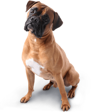Image animaux detourée transparent sur fond blanc fiche chien boxer png