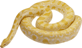 Image animaux detourée transparent sur fond blanc serpent snake boa png