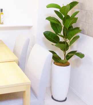 特中鉢：モデルルーム設置