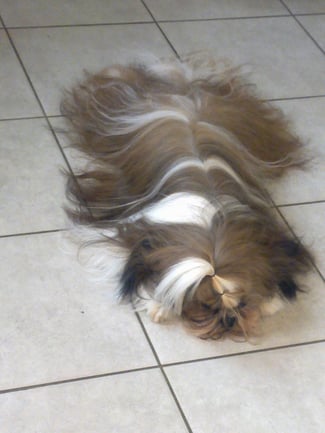 Die Massage war Wellnes pur, ich komme wieder, Santana.