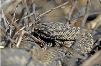 Kreuzotter (Foto: E. Pfeuffer)