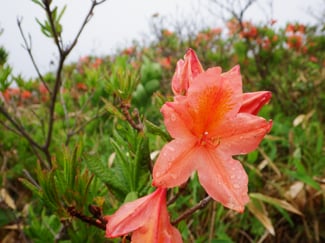 トミーワンハイキング　霧ヶ峰　アウトドアショップ　群馬県太田市