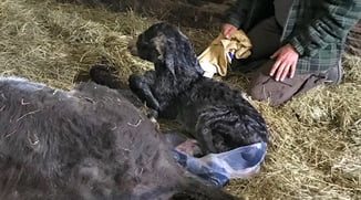 Eselwandern-Eifel-Petra-Landsberg-Bongard-NaturPur-Entschleuniger-Entschleunigung-Auszeit-Eseln-Geschichtsstraße-Gutschein-Geschenkidee-Waldübernachtung-Schäferwagen-Naturerlebnis-Abenteuer-Eselführerschein-Barsberg-Vulkaneifel-Altes-Forsthaus-Wanderroute