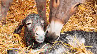 Eselwandern-Eifel-Petra-Landsberg-Bongard-NaturPur-Entschleuniger-Entschleunigung-Auszeit-Eseln-Geschichtsstraße-Gutschein-Geschenkidee-Waldübernachtung-Schäferwagen-Naturerlebnis-Abenteuer-Eselführerschein-Barsberg-Vulkaneifel-Altes-Forsthaus-Wanderroute