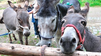 Eselwandern-Eifel-Petra-Landsberg-Bongard-NaturPur-Entschleuniger-Entschleunigung-Auszeit-Eseln-Geschichtsstraße-Gutschein-Geschenkidee-Waldübernachtung-Schäferwagen-Naturerlebnis-Abenteuer-Eselführerschein-Barsberg-Vulkaneifel-Altes-Forsthaus-Wanderroute