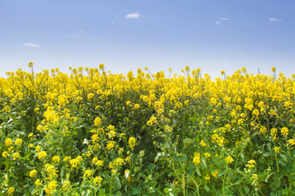 遊休地・休耕地を花いっぱいに！