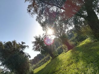 I nostri uliveti a Cittanova, Calabria