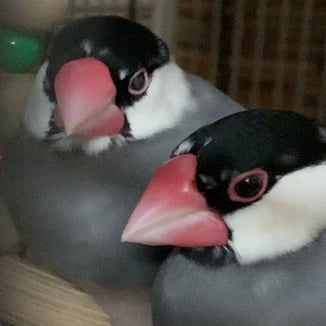 菖蒲(奥)牡丹(手前)