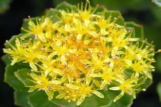 　「伝統医学」健康で美しくひかり輝く人生