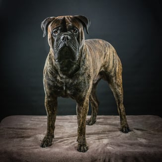 The Peatcutter's Limited Edition ♂