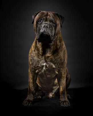 The Peatcutter's Royal Edition ♂