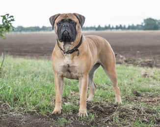 The Peatcutter's A Touch Of Dutch ♀