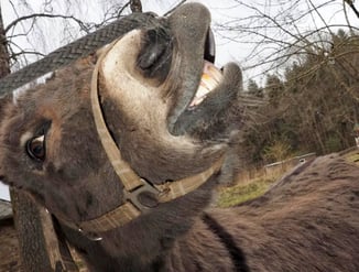 Eselwandern-Eifel-Petra-Landsberg-Bongard-NaturPur-Entschleuniger-Entschleunigung-Auszeit-Eseln-Geschichtsstraße-Gutschein-Geschenkidee-Waldübernachtung-Schäferwagen-Naturerlebnis-Abenteuer-Eselführerschein-Barsberg-Vulkaneifel-Altes-Forsthaus-Wanderroute