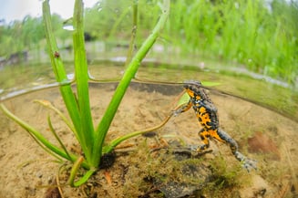 Gelbbauchunke, Foto: Niklas Banowski