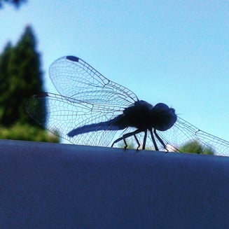 Libelle gegen blauen Himmel