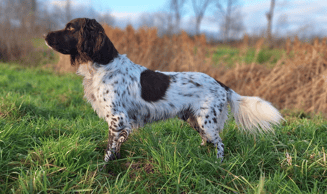 KlM Henry vom Wilden Meer