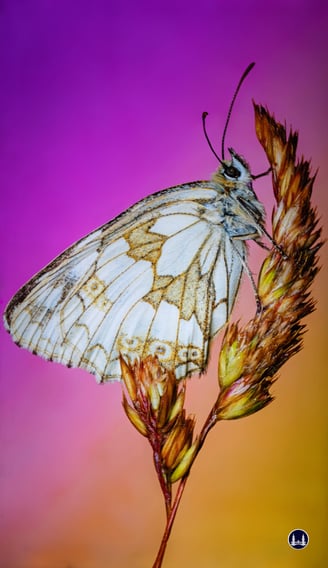 Rory J. Lewis: Schmetterling