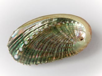 Das Schillern von Perlmutt entsteht durch Interferenz und Streuung von Licht.