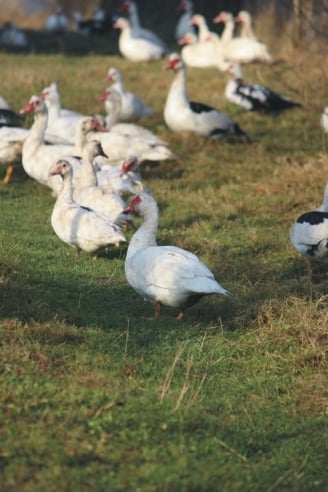 gąski Anna Gieracka
