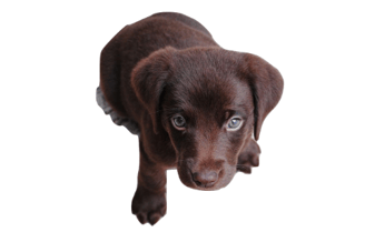 背景を切り抜いたあとの画像