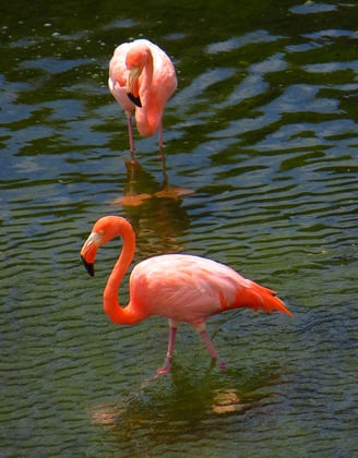 Es gibt auf dem Galapagos Archipel ungefähr 500 Flamingos.