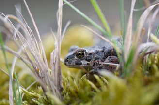 Wechselkröte © Kathleen C. Webster