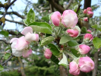 Apfelblüten