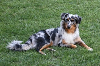 Blue Shanell - 23. Juli 2016