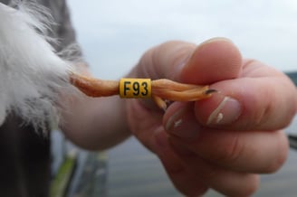 Foto: Junge Flussseeschwalben werden am Starnberger See mit gelben oder blauen Farbringen markiert (c) Andrea Gehrold