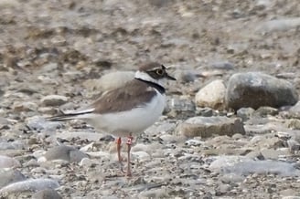 Foto: Flussregenpfeifer mit Farbringen (c) Antje Geigenberger