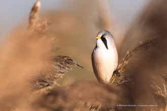 Bartmeise am Federsee