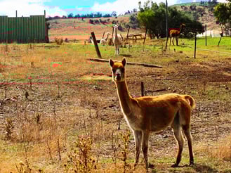 die Alpaka-Wolle wird in Südamerika als Vlies der Götter verehrt
