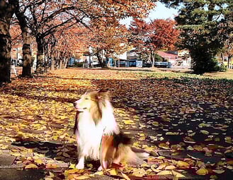 2005.10.13 Cherry-trees Avenue