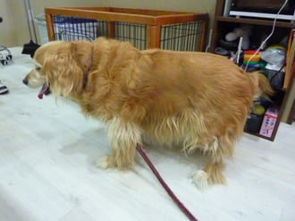 フサフサひめ子ちゃん☆