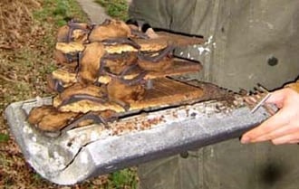 Überraschung bei der Kontrolle eines Fledermaus-Großraum-Kastens in unserem Waldgebiet "Hölle": Insgesamt über 70 Exemplare der Fledermausart "Großer Abendsegler" haben den Kasten als Winterquartier bezogen!