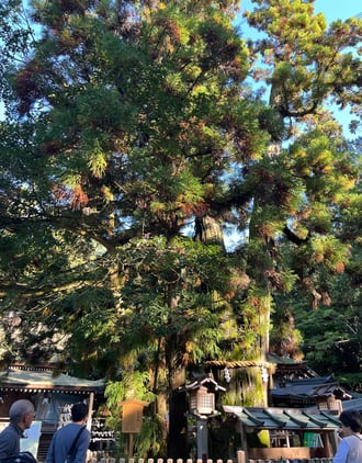 最近歩いた奈良「山辺の道」の到達点「大神神社」のご神木