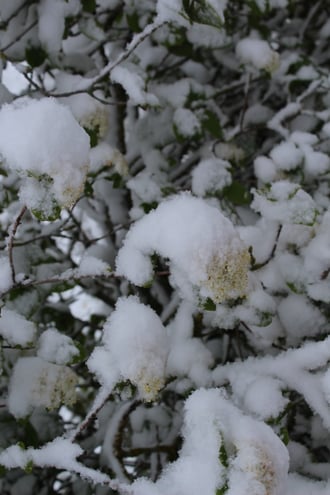 Wolliger Schneeball ......  Kommentar überflüssig!
