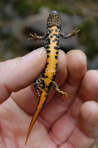 Kammmolch - Bauchseite eines halbwüchsigen Weibchens mit charakteristischer Färbung; Foto: Ludger Frye 2011