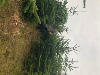 dieartigeBLOG // Wohnzimmer im Dezember, Weihnachtsbaum 2019, Nordmanntanne - nachhaltig + frisch geschlagen, Schonung, Vorpommern