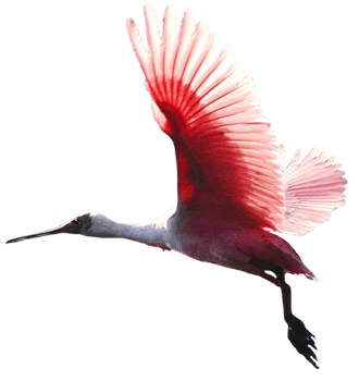 Image animaux detourée transparent sur fond blanc spatule rose png