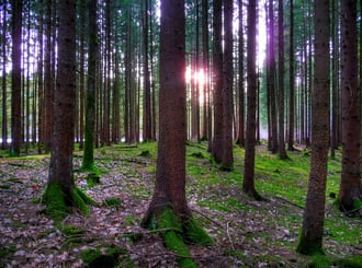 Via Julia ganz in der Nähe einer Keltenschanze (man kann die leichte Erhöhung des Fahrbahndamms erkennen)