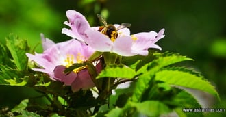 Wildrosen, Wildsträucher, Heckensträucher, Artenvielfalt, Ökologie, Biodiversität