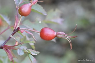 Rosa-glauca, Rosa-rubrifolia, Rosa-ferruginea, Bereifte-Rose, Rotblatt-Rose, Hechtrose, Rotblatt-Rose, Rosier-glauque, Rosa-paonazza, Wildrosen, Wildsträucher, Heckensträucher, Artenvielfalt, Ökologie, Biodiversität