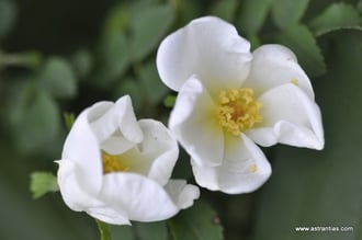 Rosa spinosissima-Rosa pimpinellifolia-Bibernell-Rose-Felsen-Rose - Dünen-Rose - Stachelige Rose - Rosierà feuilles de boucages - Rosa di macchia - Wildrosen - Wildsträucher-Heckensträucher-Wildrose