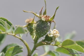 Rosa sherardii - Rosa omissa - Samt-Rose - Sherards-Rose - Rosier de Sherard - Rosa di Sherard - Wildrosen - Wildsträucher - Heckensträucher - Artenvielfalt - Ökologie - Biodiversität - Wildrose