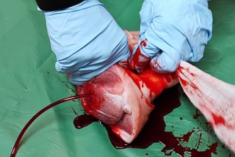 SC Int'l Street Combatives Urban Medic Erste Hilfe Notfallmedizin TECC TCCC Wound Packing Stop The Bleed Blutungskontrolle First Aid Medic Tourniquet Selbstschutz Training Seminar